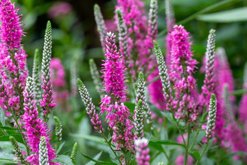 Obraz premium Close up texture background of rosy pink color spiked speedwell flowers (veronica spicata) in an outdoor garden