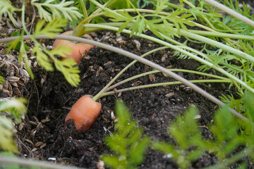 Carrots growing from the soil