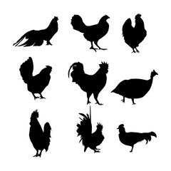 vector collection of chicken animal silhouettes in various styles
