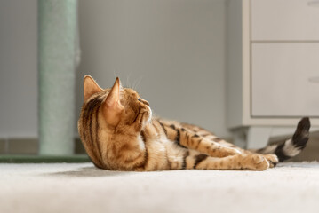Cute bengal cat in on the floor of the house.