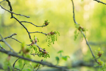 Oak twig with catkins in springtime