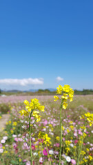 rape blossom, Yellow rapeseed flowers