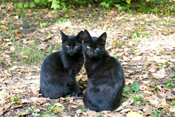 Two black kittens are sitting on dry foliage. Moscow region. Russia
