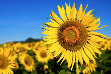 Close-up of beautiful blooming sunflowers