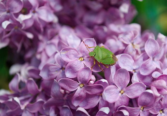 A grass bug on lilac flowers. Ryazan region. Russia
