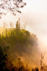 Fog covering the mountain forests during sunrise/