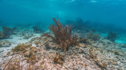 Fototapeta na wymiar underwater photo of soft coral in mexican caribbean sea