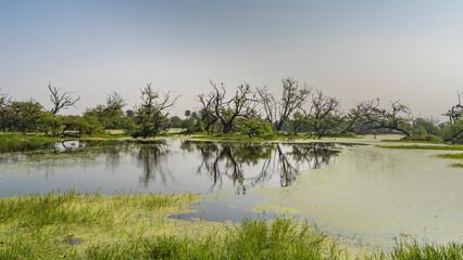 The lake in the marshy area is covered with duckweed. Grass grows on the shore. Picturesque trees against the blue sky. Reflection. India. Keoladeo Bird Sanctuary. Bharatpur