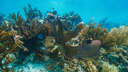 Naklejka na ściany i meble underwater photo of fan coral and fish in the reef in mexico