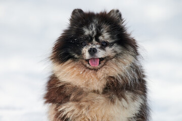 Pomeranian Spitz dog close up winter portrait on snow background, cute black marble with tan Spitz...