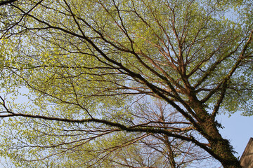 Looking up a tree with many green leaves