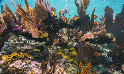 Naklejka na ściany i meble underwater photo of fan coral and school of yellow fish in the reef in mexico