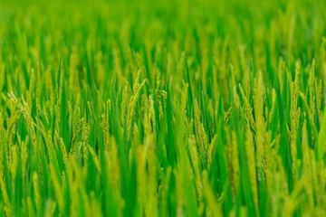 Close up shot of the paddy field of the farm of NTU in Xindian District