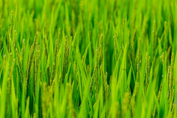 Close up shot of the paddy field of the farm of NTU in Xindian District