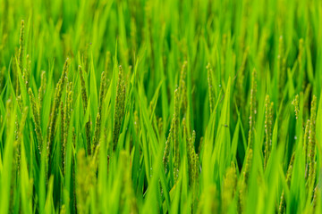 Obraz na płótnie Canvas Close up shot of the paddy field of the farm of NTU in Xindian District