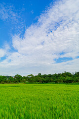 Fototapeta na wymiar Sunny view of the farm of NTU in Xindian District