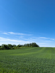 Spring land dyed in bright green