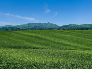 Fototapeta premium Spring land dyed in bright green