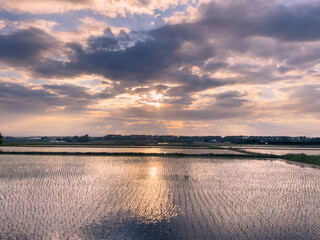 The setting sun reflected in the paddy field