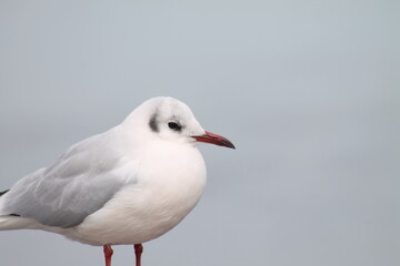 Obraz premium 白い鳥