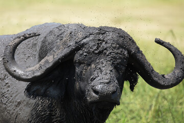 A lone African buffalo or Cape buffalo (Syncerus caffer) in Tanzania.	