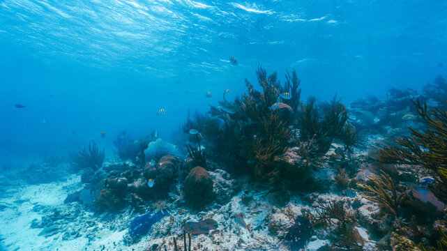 underwater photo of fan coral and school of yellow fish in the reef in mexico