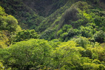 Lush tropical forest and vegetation covering a mountainside in Maui
