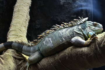 木の上で休むイグアナ