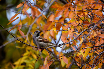 Sparrow Perched In Tree With Fall Foliage_6707