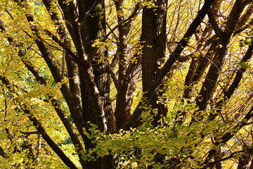 紅葉した大イチョウの幹