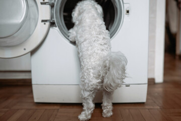 Cute little white dog looking in to washing machine.