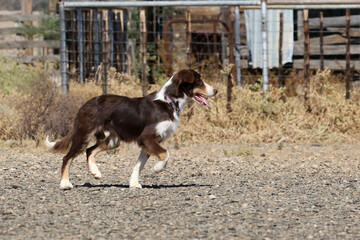 Border collie on a sheepfarm in Bushmanland South Africa