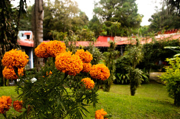 Flor de cempasuchil en la vispera de día de muertos en Coatepec