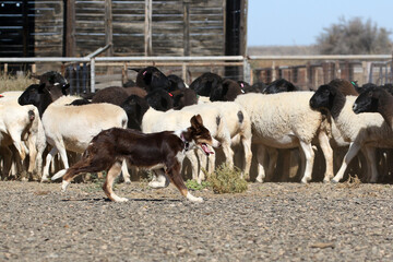 Borer collie herding sheep in the Bushmanland region of South Africa, a harsh environment