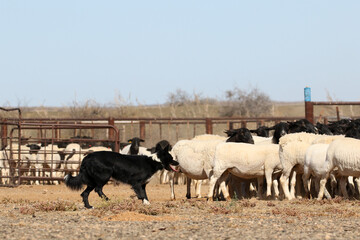 Borer collie herding sheep in the Bushmanland region of South Africa, a harsh environment
