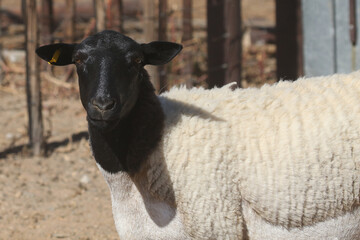 Portrait of a Boesmanlander breed of sheep - a hardy race suited to harsh conditions