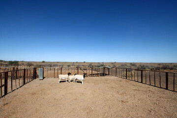 Fototapeta na wymiar Boesmanlander breed of sheep in Bushmanland South Africa. They are able to cope with the harsh semi-desert climate of the region.