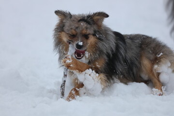 dog with snowballs