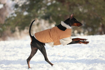 Manchester Terrier In Coat