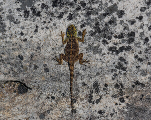 Eidechse auf einem Felsstein auf dem Tafelberg Kapstadt Südafrika
