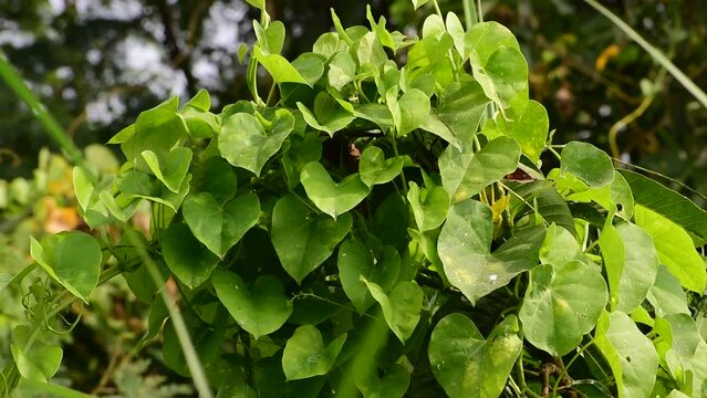 Heart-leaved moonseed green leaves herb. Tinospora cordifolia , tree and green leaves on natural background.