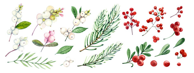 Twigs. Watercolor clipart for Christmas. Twigs of snowberry, pine, cranberries. For the design of postcards, packaging, websites, stickers, etc.