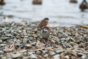 Little sparrow looks into the camera with interest. Ducks swimming in river. autumn misty grey river and cloudy sky landscape with wild ducks floating.