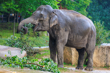 Fototapeta premium The elephant during the rain. Background with selective focus and copy space