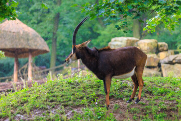 Black antelope. Background with selective focus and copy space