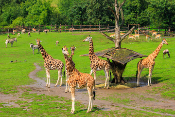 Very beautiful giraffes. Background with selective focus and copy space