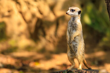 Meerkat with surprised emotion. Background with selective focus and copy space