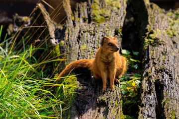 Yellow mongoose. Background with selective focus and copy space