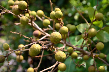 Obraz premium Dimocarpus longan fruit or Dragon's Eye is on a tree branch