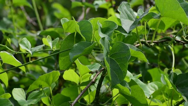 Heart-leaved moonseed green leaves herb. Tinospora cordifolia , tree and green leaves on natural background.